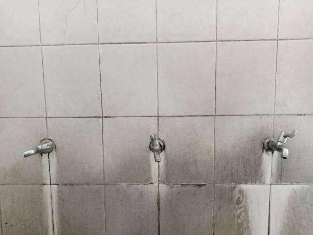 Best Mold removal after water damage  in Holgate, OH